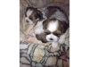 2-shih-tzu-boys