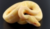 Hatchling-Albino-Spider-Python-for-Adoption-11-Weeks-Old
