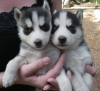 Healthy-Babies-Siberian-Husky-Puppies-For-Any-loving-Home-